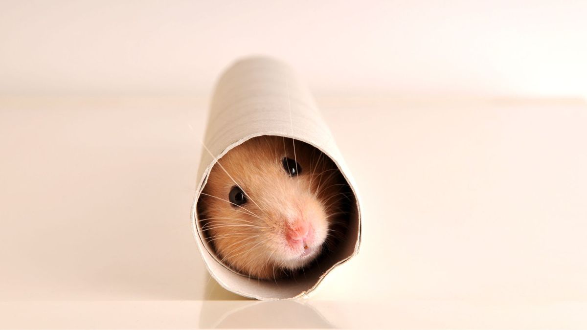 Brown hamster crawling through kitchen roll