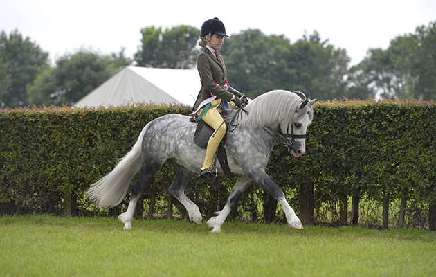Crumpwell Harry Potter Lincs. Show 23.06.16 M &amp;amp; M Ridden Pony Champion No. 1097