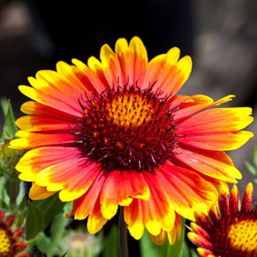 Clovers Garden Blanket Flower (gaillardia) Arizona Sun Plants &amp;ndash; Two (2) Live Plants &amp;ndash; Non-Gmo - Not Seeds - Each 4" to 8" Tall &amp;ndash; in 4" Inch Pots &amp;ndash; Hardy Flowering Perennial, Pollinator Favorite
