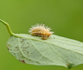 Larvae of the Mexican bean beetle on a leaf