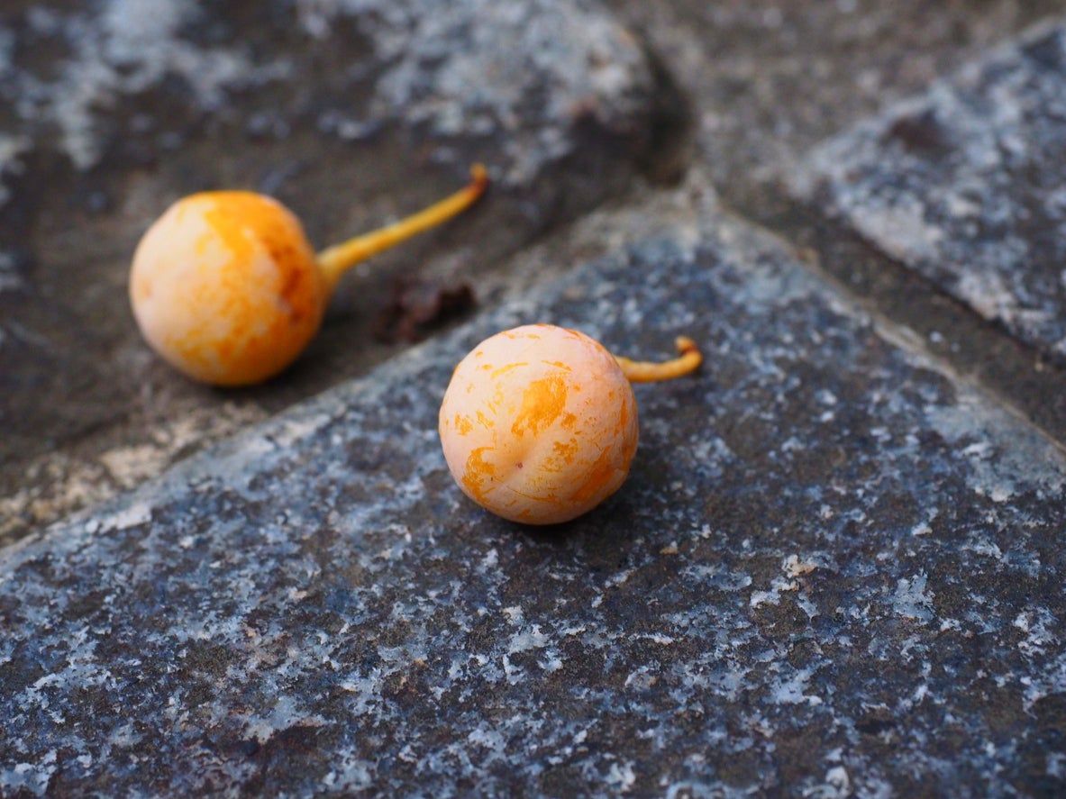 Ginkgo Seeds