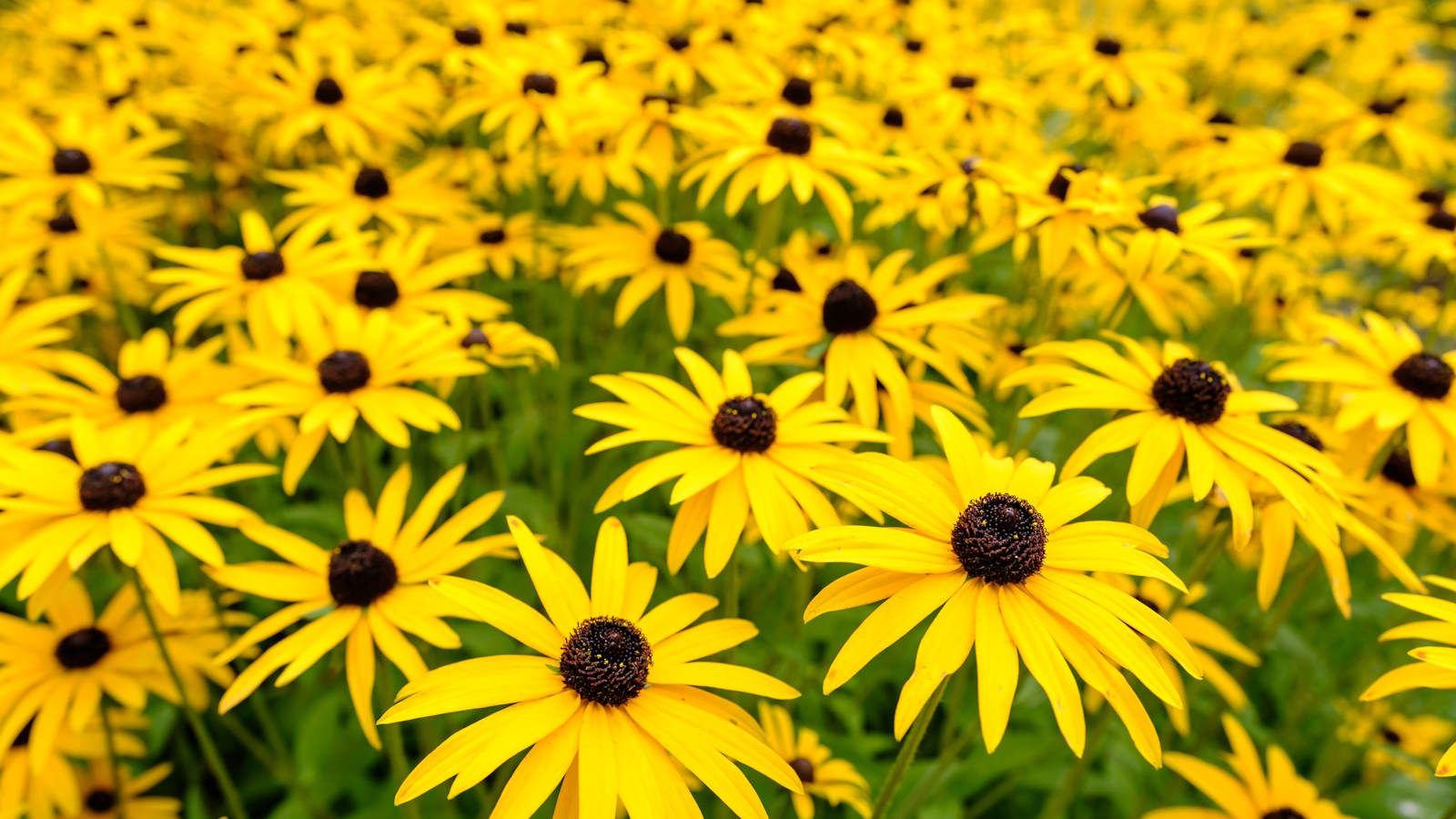 Expert advice for when to plant blackeyed Susan seeds
