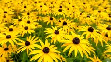 Yellow black-eyed Susan plants blossoming in late summer and autumn