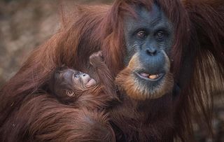 The Secret Life of The Zoo: EP 10 - Emma and Kesuma the Sumatran Orangutan