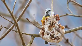 bird feed raisins