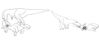 Step two: tear the head off to expose the tasty neck muscles (left). Step three: nibble on the soft flesh of Triceratops' face (right).