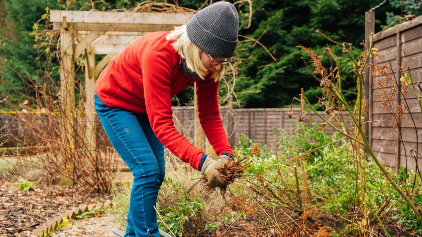 woman in hat, jumper and jeans weeding in winter garden