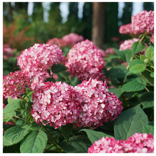 A ruby hydrangea plant from QVC