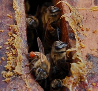 Bees are entering and exiting their hive through an entrance covered in a yellowish waxy layer. 