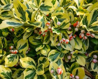 Variegated Euonymus fortunii with winter berries