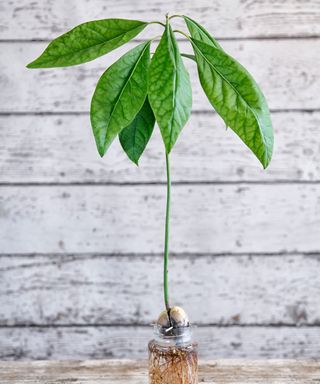 avocado plant growing from stone