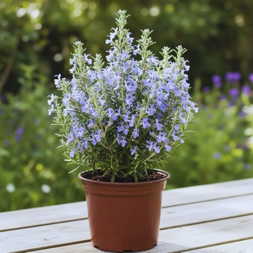 Rosemary Live Plant, 8 Inch Tall