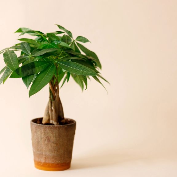 6 Ways to Transform Your Living Space with Indoor Trees | Gardening ...