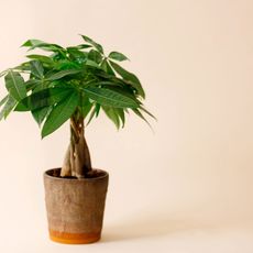 potted money tree plant 