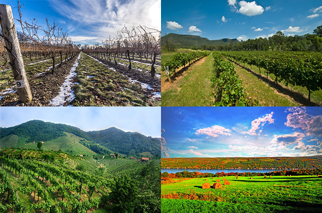 Most googled travel, Wine holidays