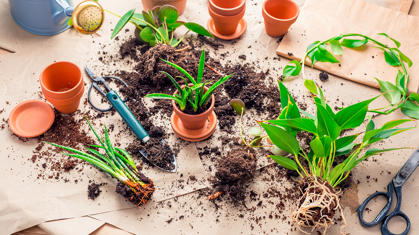 Large group of plant cuttings for propagation