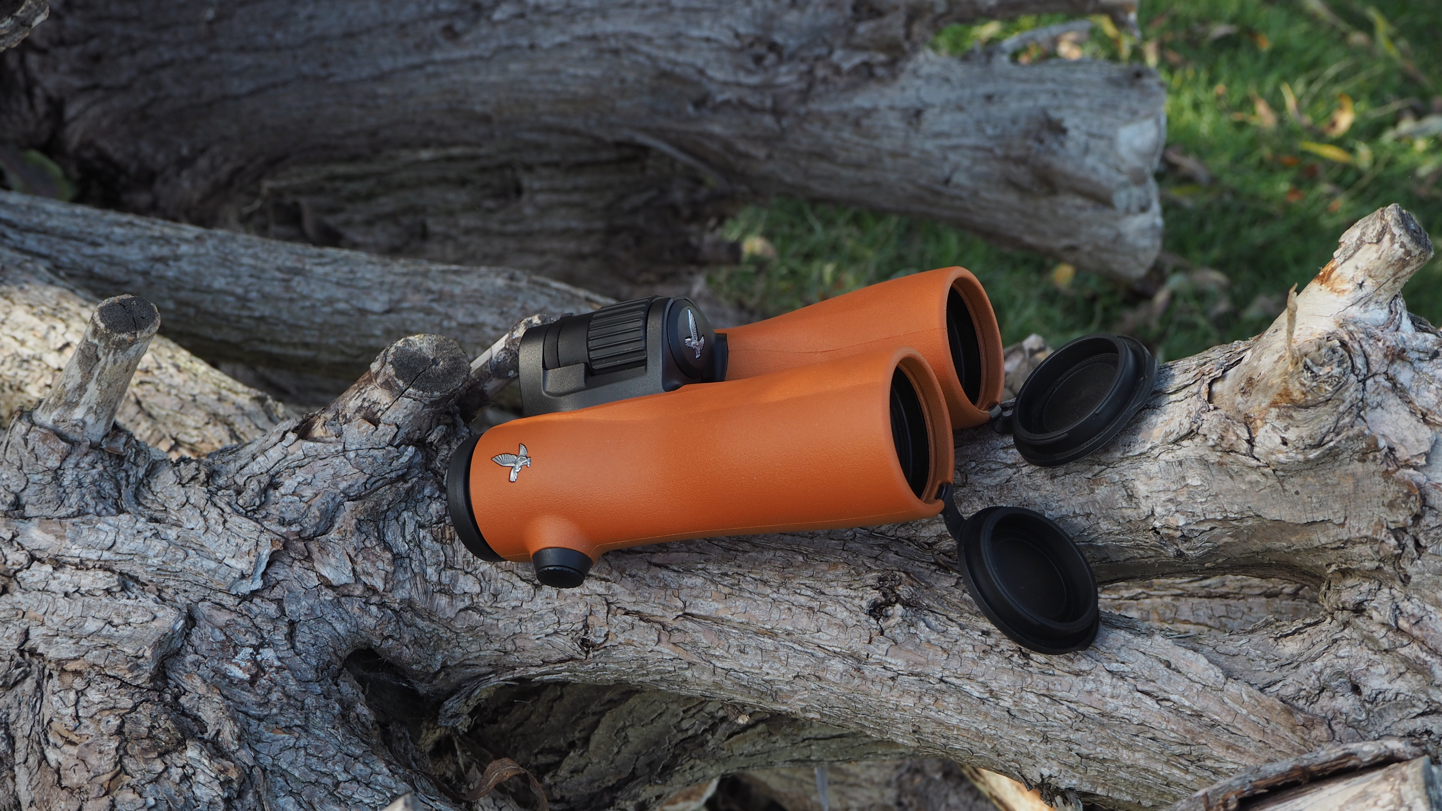 Swarovski NL Pure 10x42 binoculars on a tree branch