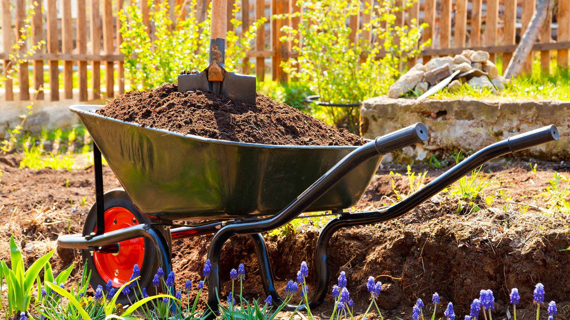 wheelbarrow full of compost in spring garden