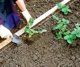 Planting strawberry plans in the soil