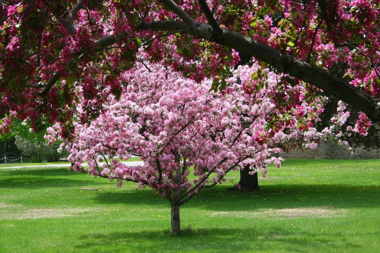 Pink Blooming Crabapple Trees