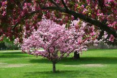Pink Blooming Crabapple Trees
