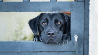 black labrador retriever leaning on the gate fence of a house