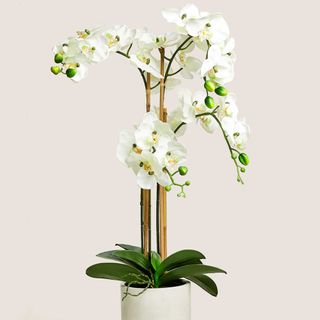 artificial orchid to make a home look expensive