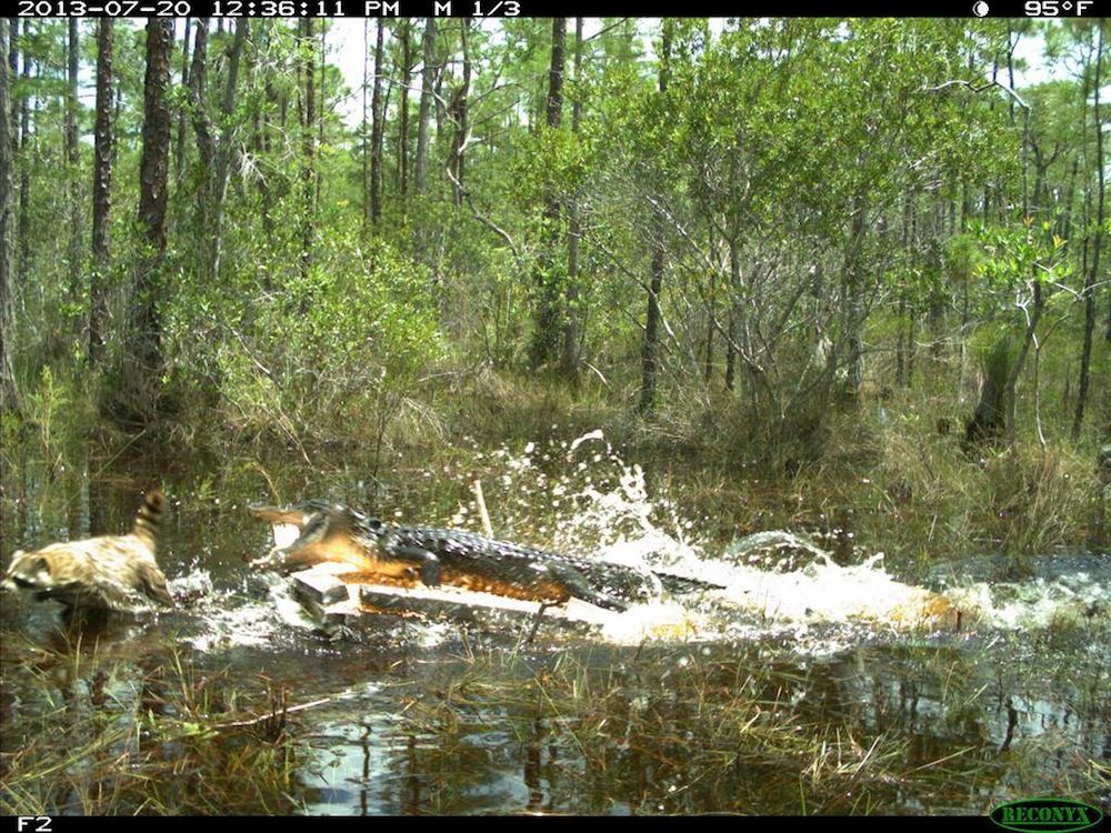 Alligator Attacking Raccoon