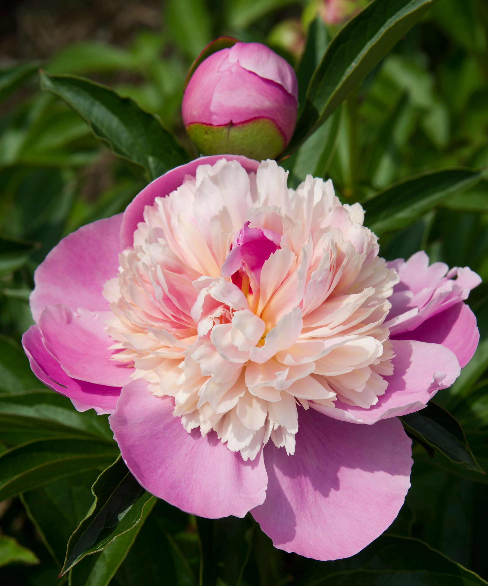 Sorbet peony flower in detail