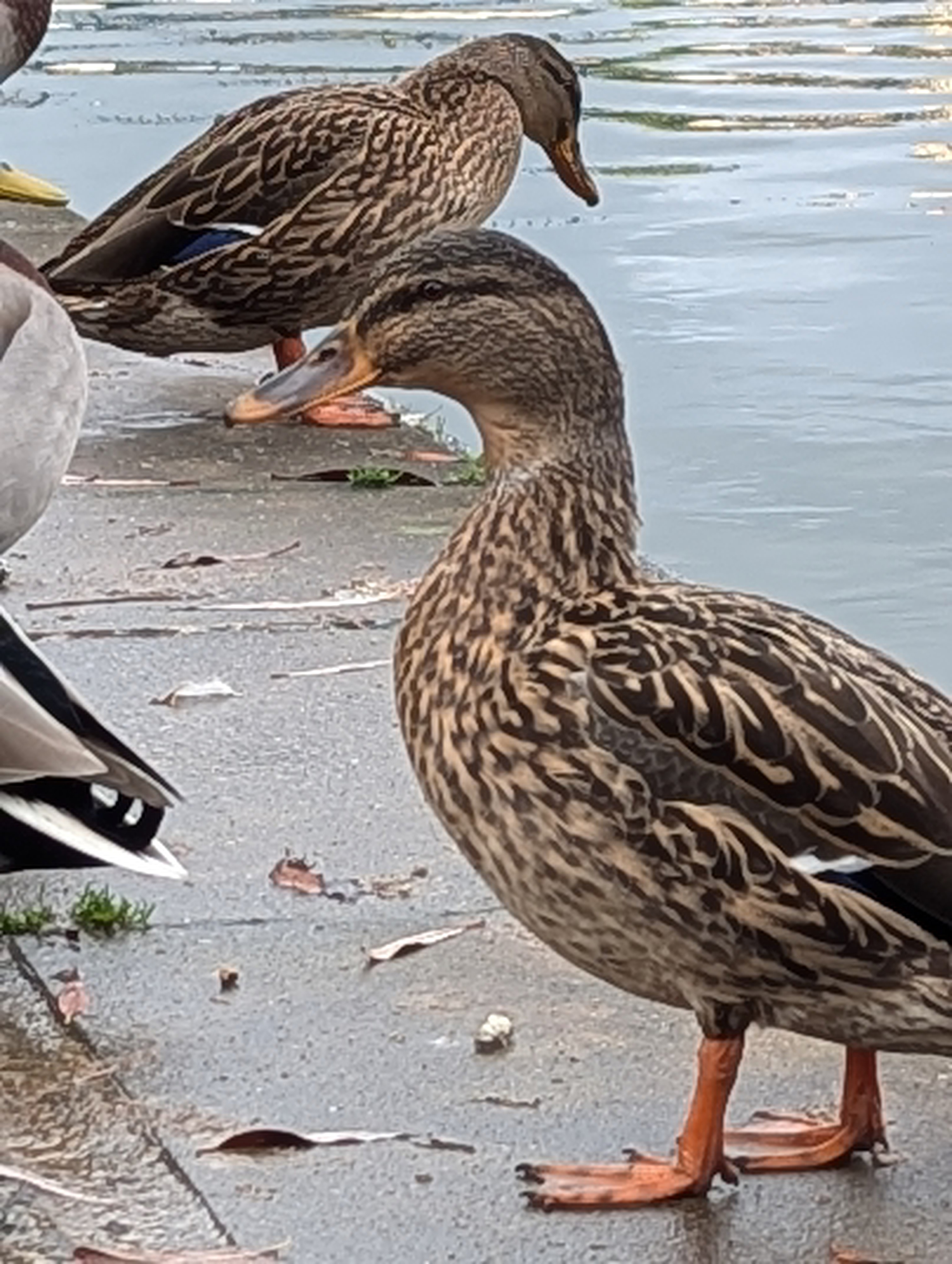 A photo of a duck taken on a Google Pixel 7 Pro