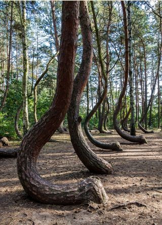 Gryfino, West Poland for a bizarre crooked forest