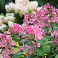 Little Quick Fire Hydrangea paniculata | Available at Nature Hills