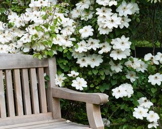 white clematis by wooden garden bench