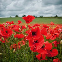 Field poppies from Suttons