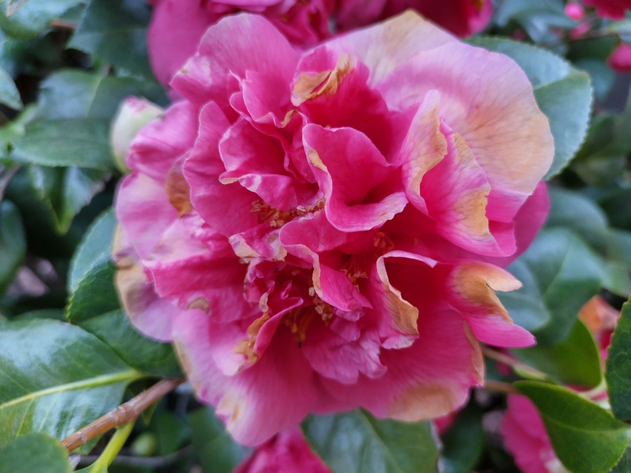 Nokia X100 camera sample