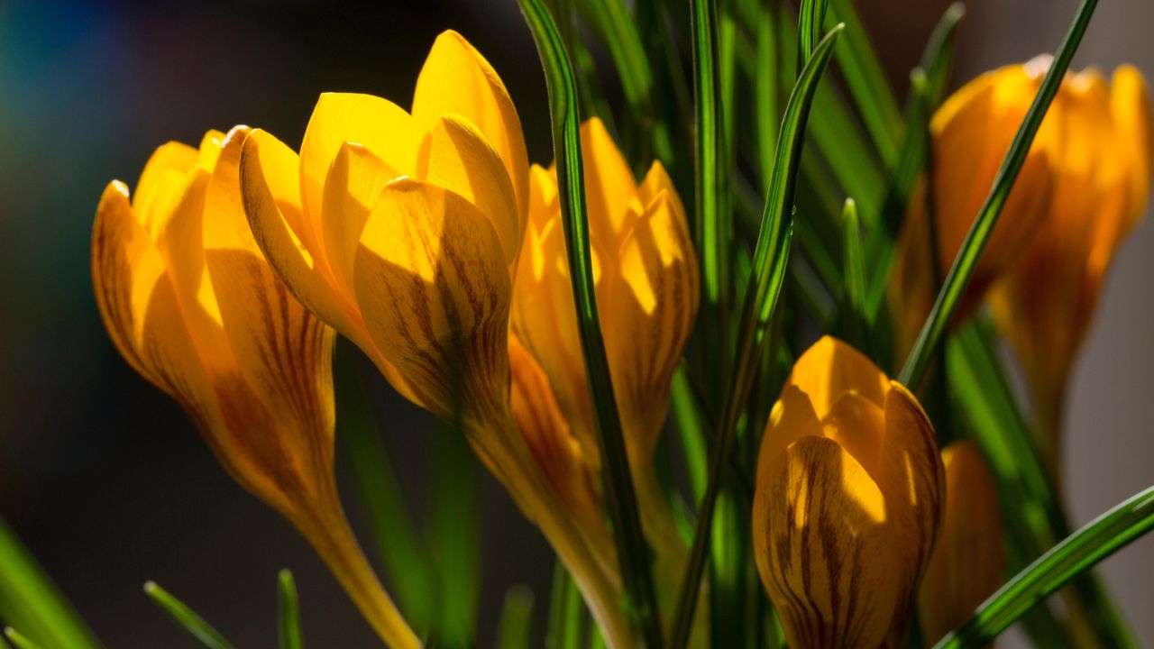 how to plant crocus bulbs