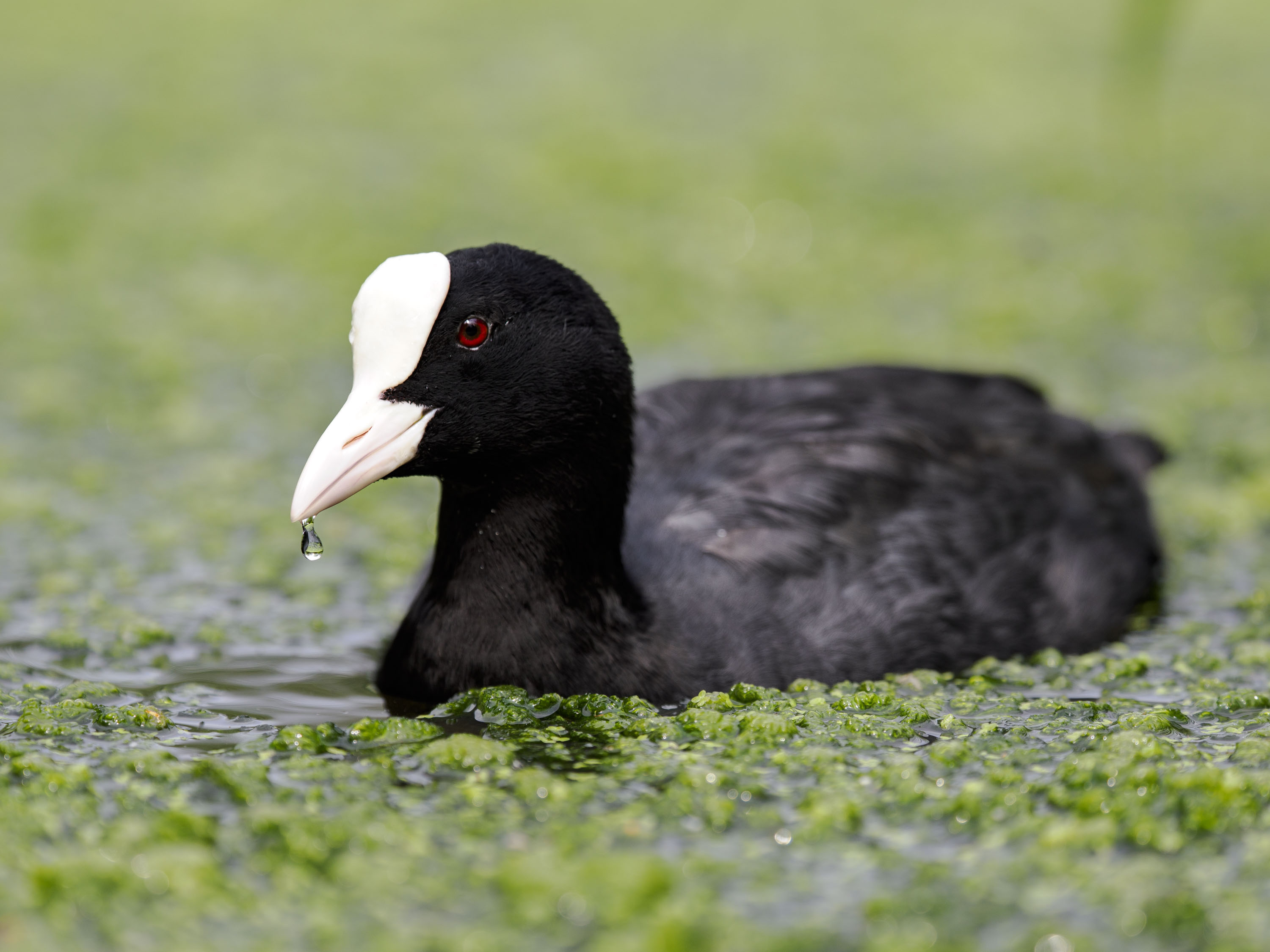 OM System 50-200mm F2.8 sample gallery: moorhen in a pond with thick pondweeds covering the water