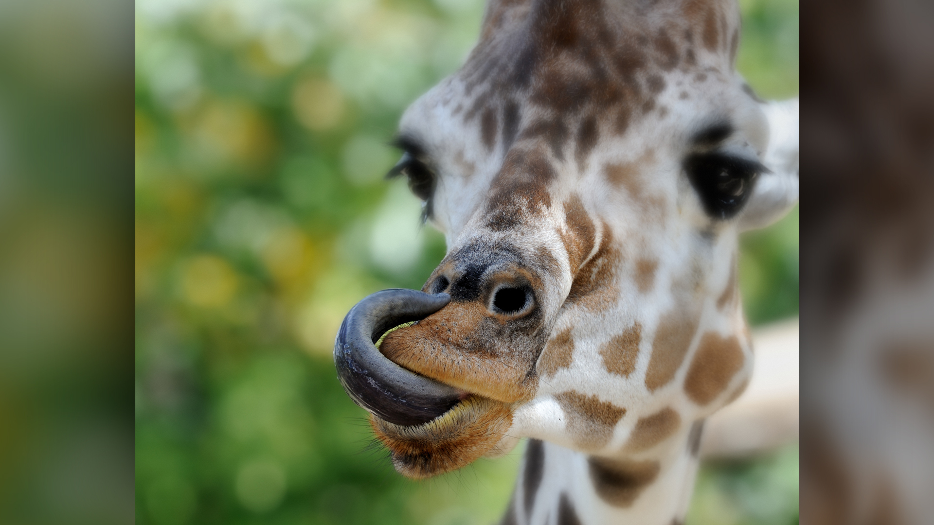 A photo of a giraffe with its tongue out