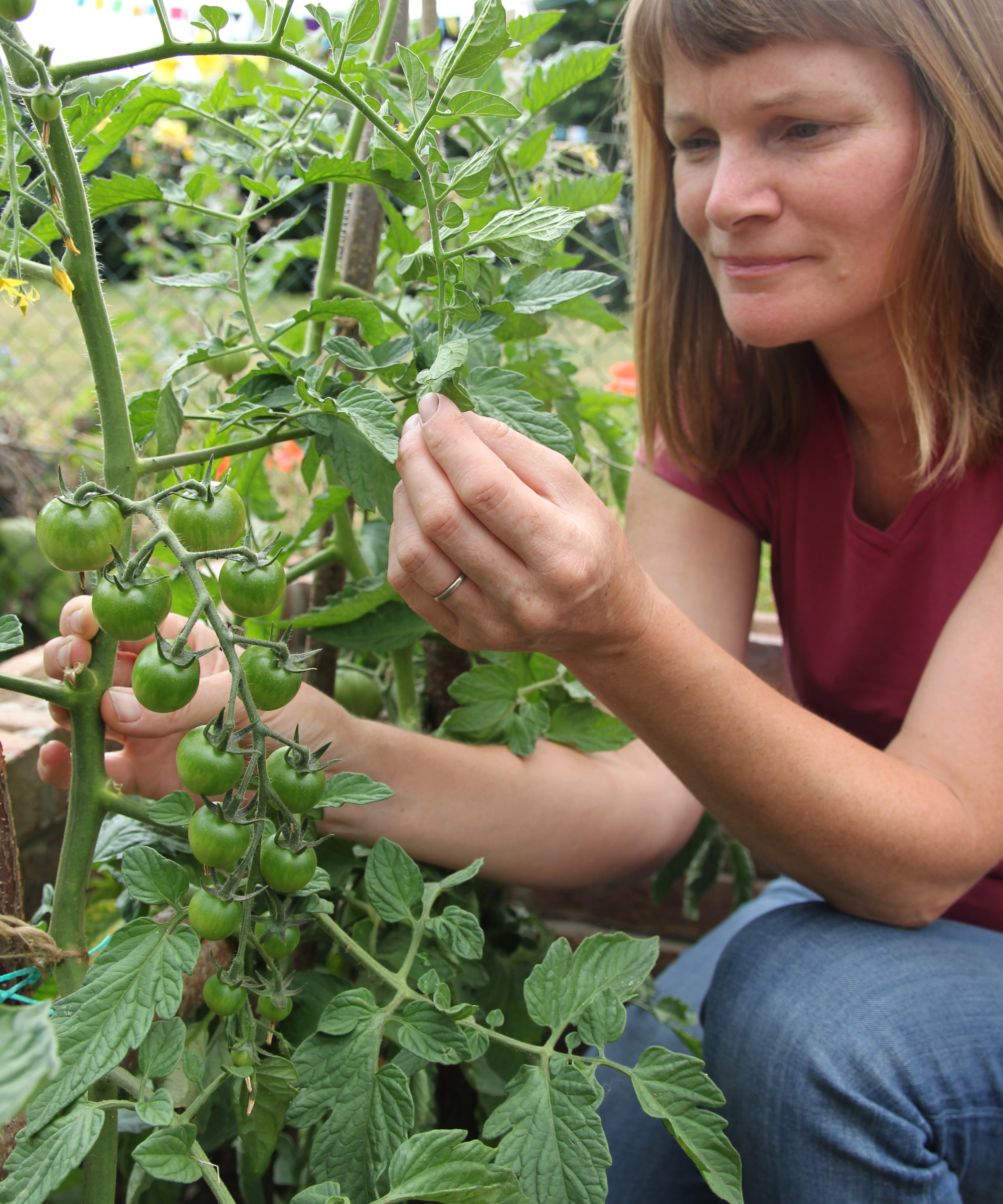 checking tomatoes for signs of pest or disease