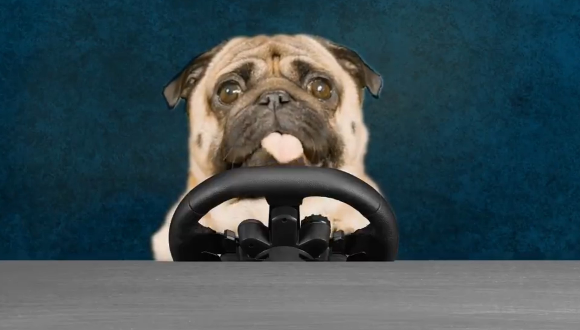 Dogitech K923 racing wheel for dogs