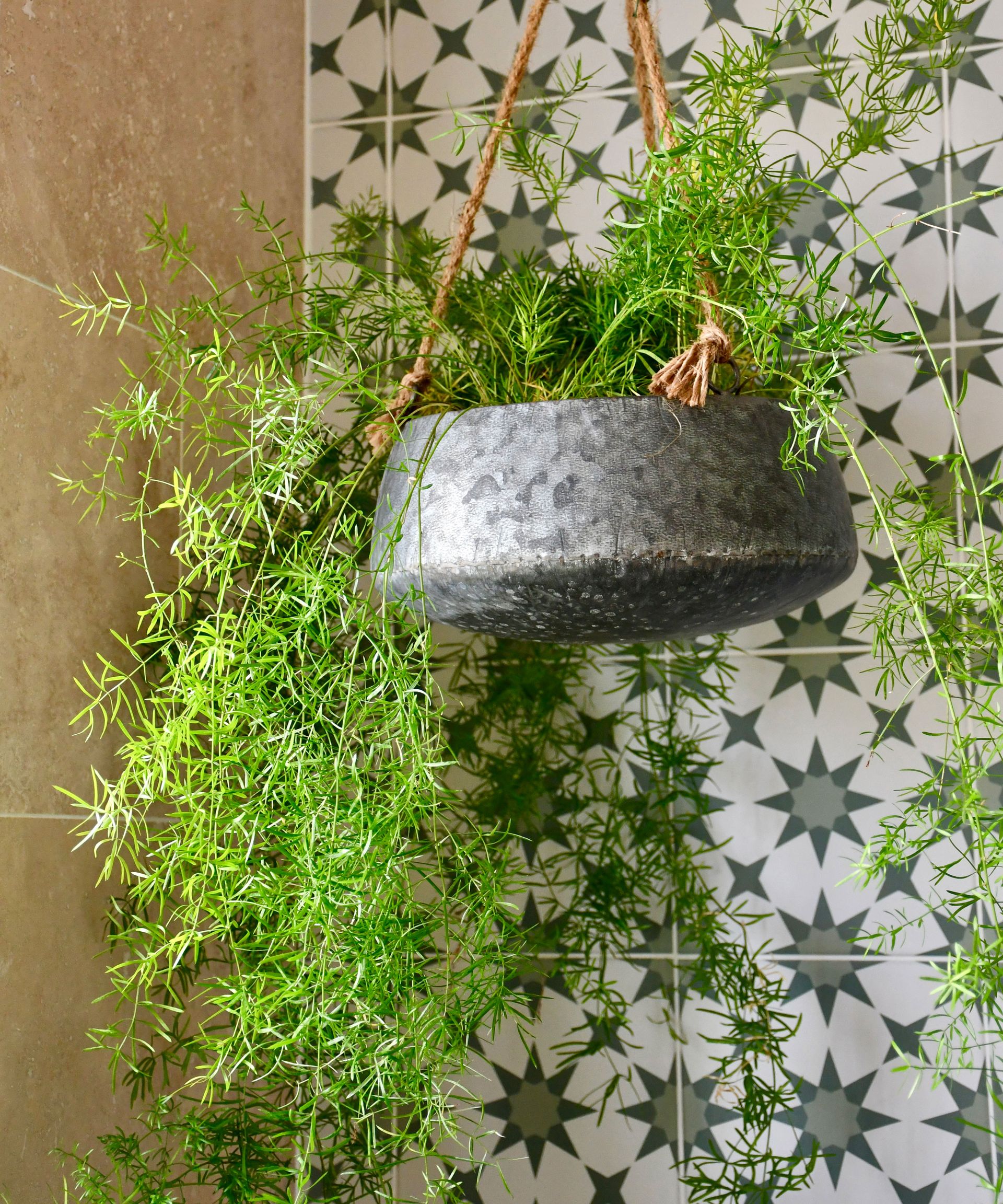 asparagus fern in a hanging basket in a bathroom