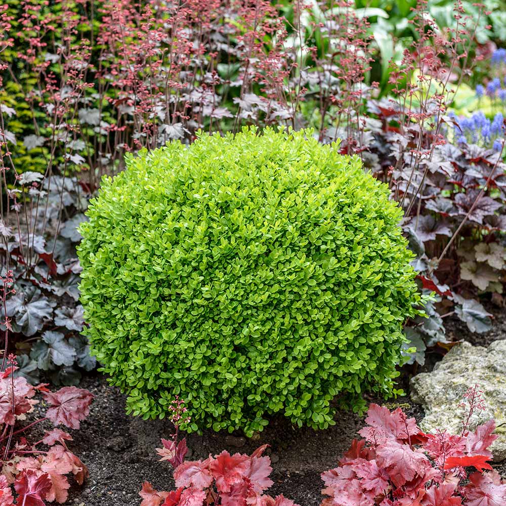 A round boxwood shrub