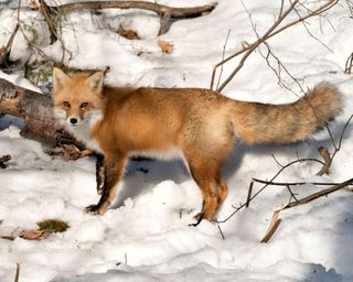Chris Packham loves to watch foxes in winter time.