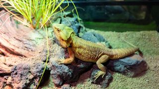 Bearded dragon on rock feature in tank