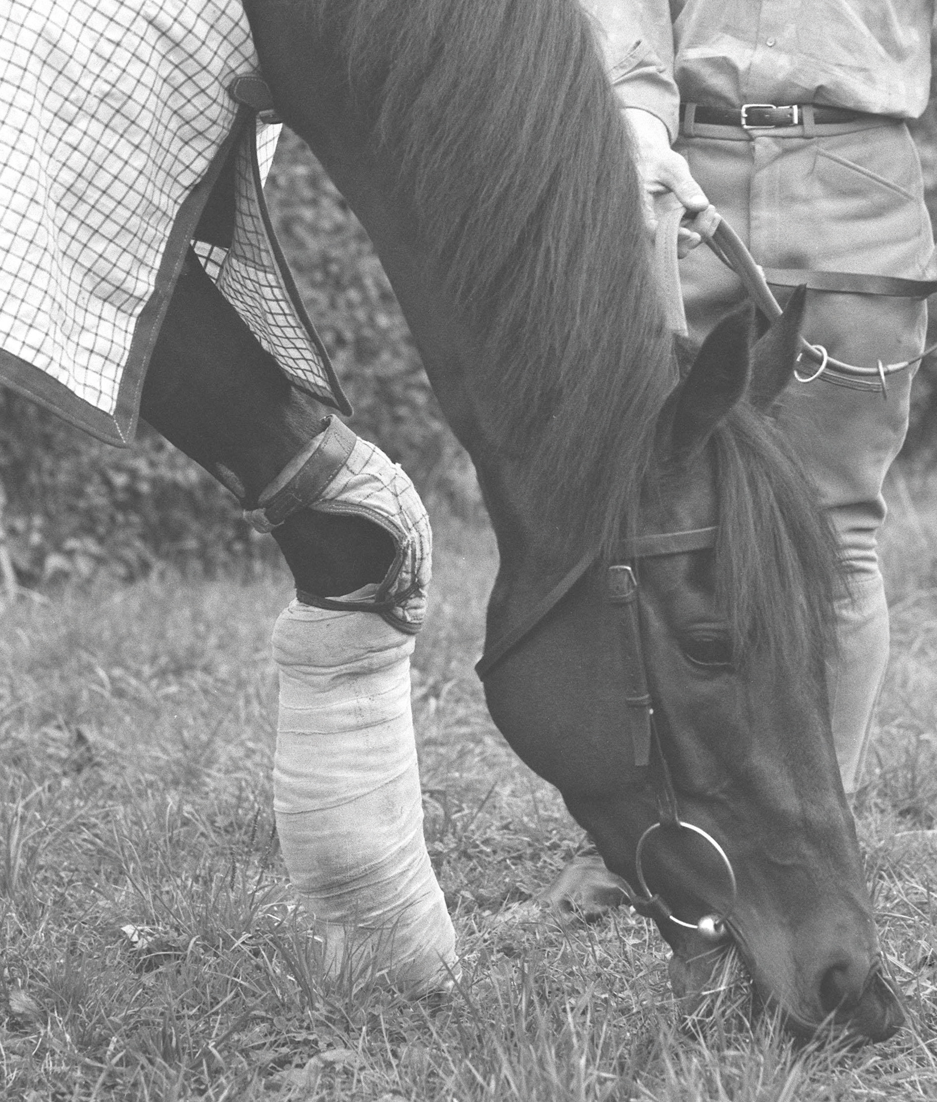 The 2million champion racehorse Mill Reef with a felt support on his left foreleg, which he fractured while training on the Kingsclere gallops. The leg plaster was recently removed and the horse is well on the road to recovery.