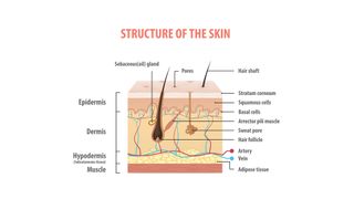 a labeled diagram shows the three layers of the skin (the epidermis, dermis, and hypodermins) as shown in cutaway