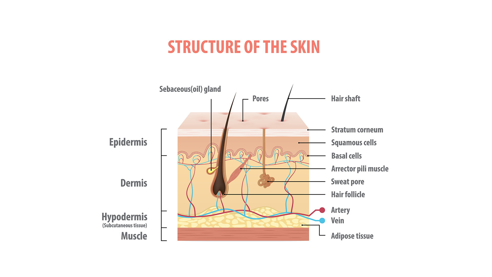 a labeled diagram shows the three layers of the skin (the epidermis, dermis, and hypodermins) as shown in cutaway