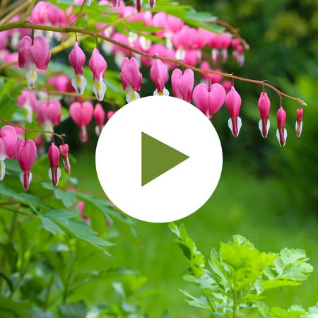 Bleeding Heart in Shade Garden