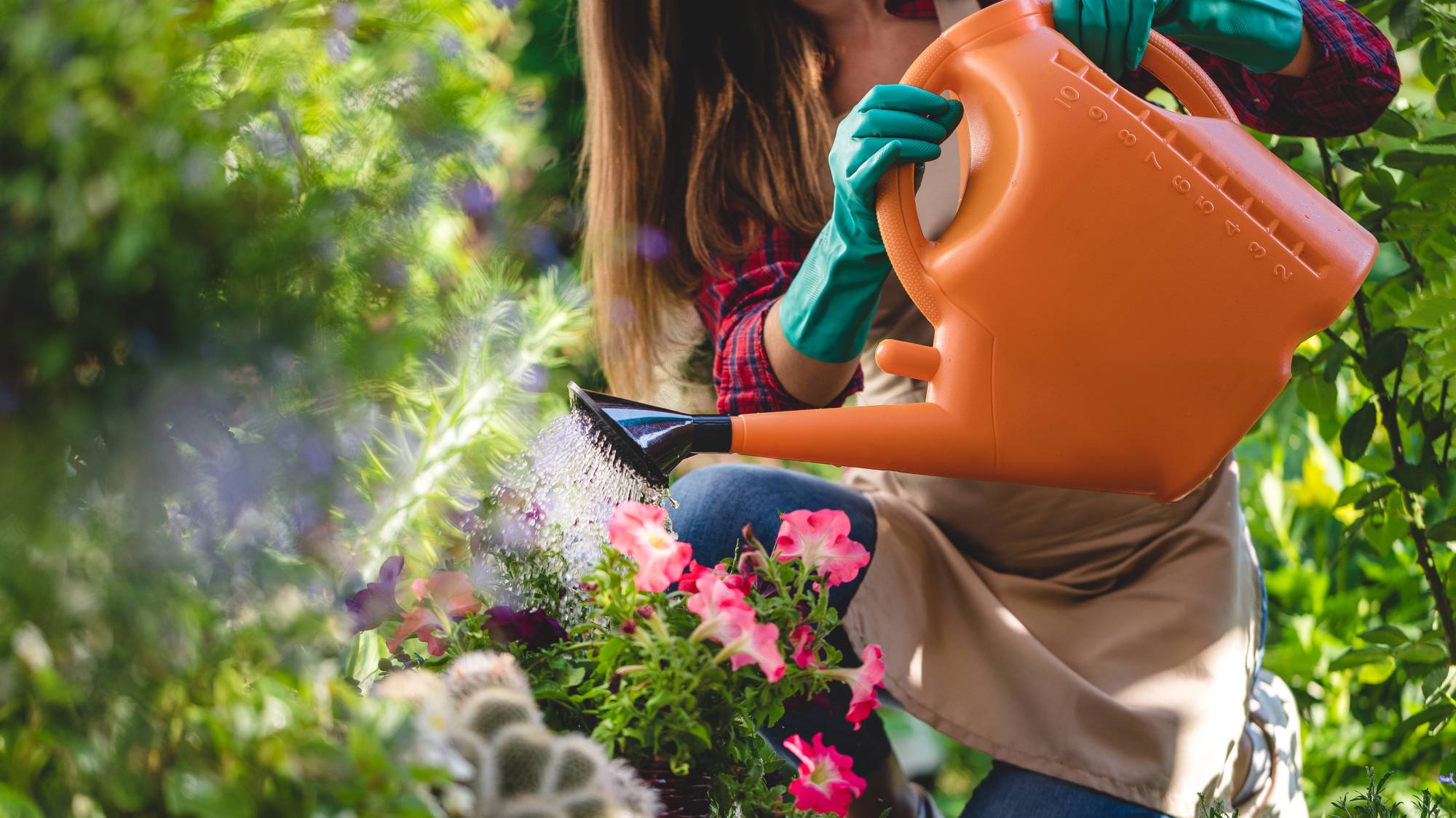 A woman uses an orange watering can to water potted petunias
