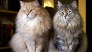 A couple of Siberian forest cats